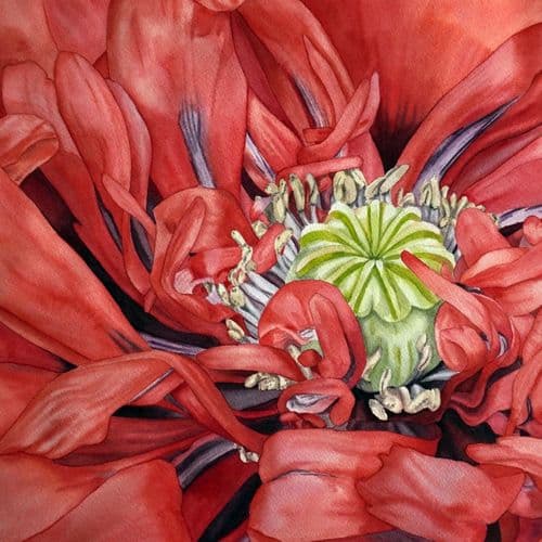 Close-up red poppy