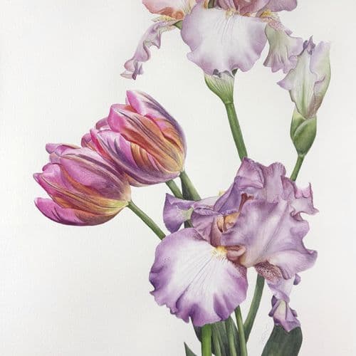 Iris and tulips