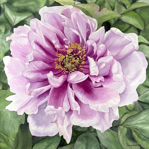 Pink Peony