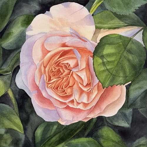 Orange rose