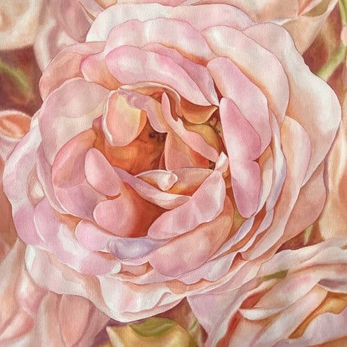 Peach roses