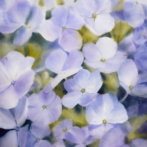 Hydrangea