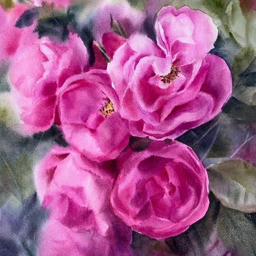 Magenta roses