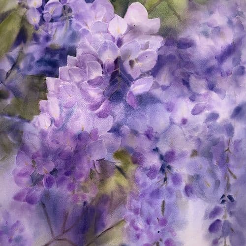 Wisteria
